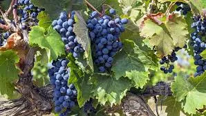 «Гаражные виноделы» и кубанская зависть: в Севастополе ожидается возрождение виноградников до уровня 1950 года