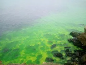 В севастопольской бухте позеленело море