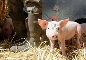 ВТО отклонила апелляцию РФ по делу о запрете импорта европейской свинины