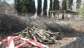 В Севастополе незаконно вырубили полсотни деревьев в детском саду