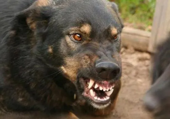 Криминальная сводка Севастополя: краденые ворота, злая собака и гадкий человек