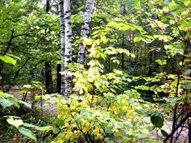 Леса Севастополя обновят соснами и лиственными деревьями
