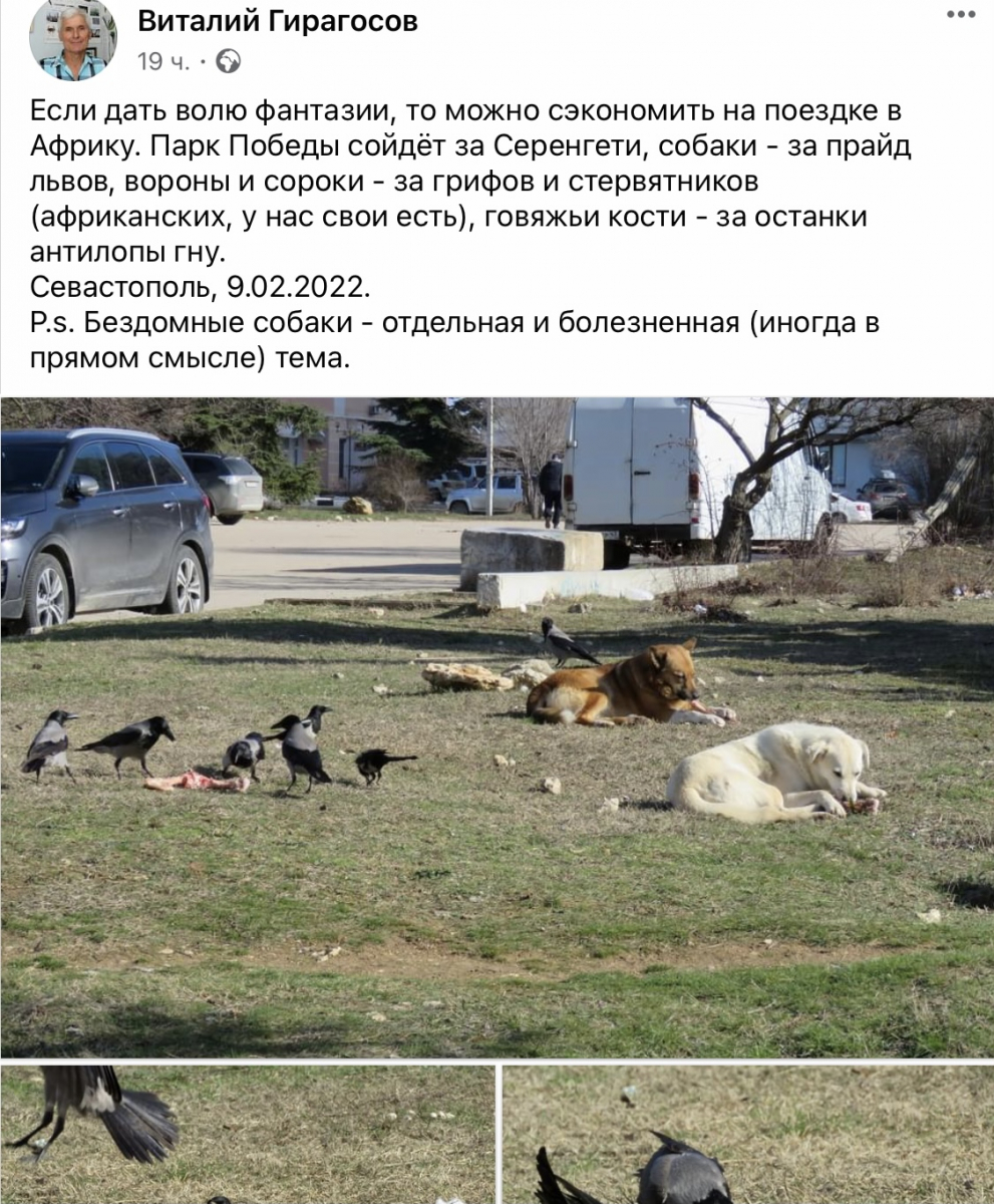 Парк Победы, бездомные собаки 
