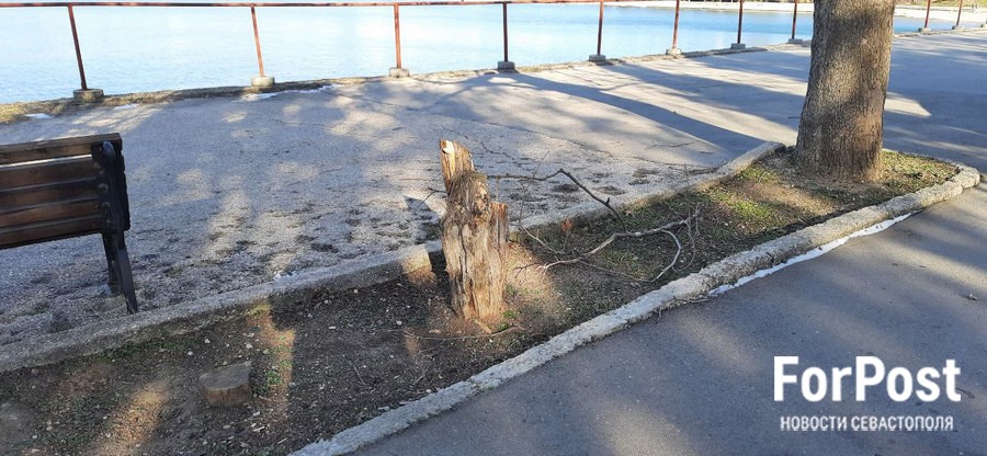 Погибшие деревья в сквере Крастелёва