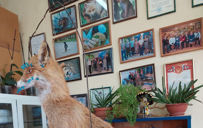 крым Симферополь зоологический музей кфу таксидермисты лиса чучело