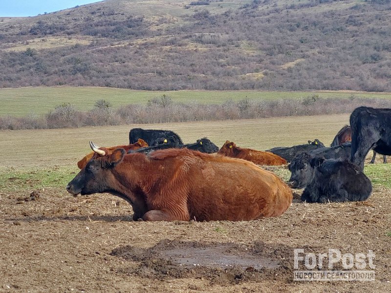 крым белогорский район коровы абердин-ангусской породы мраморная говядина