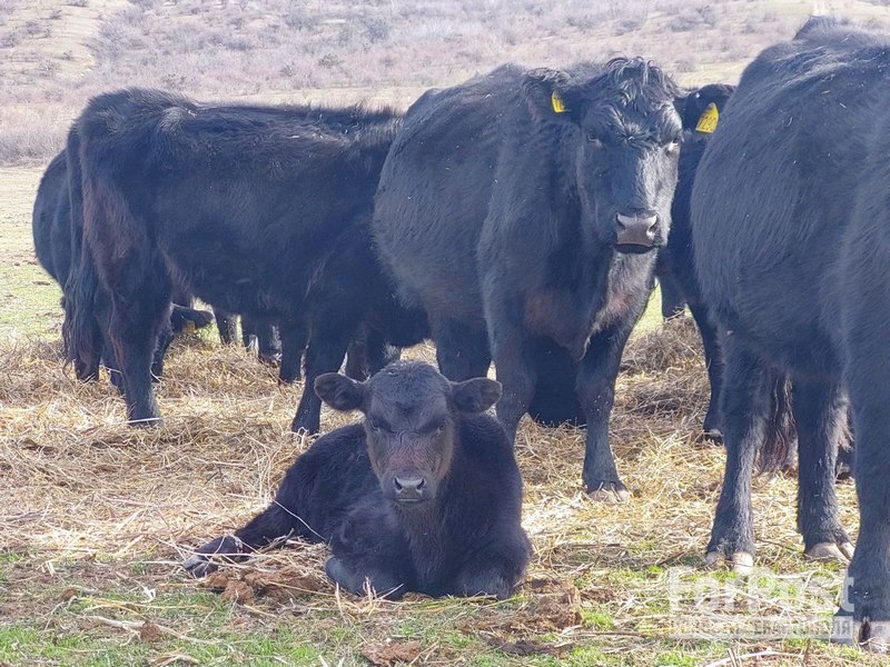 крым белогорский район ферма цветковых мраморная говядина коровы стадо