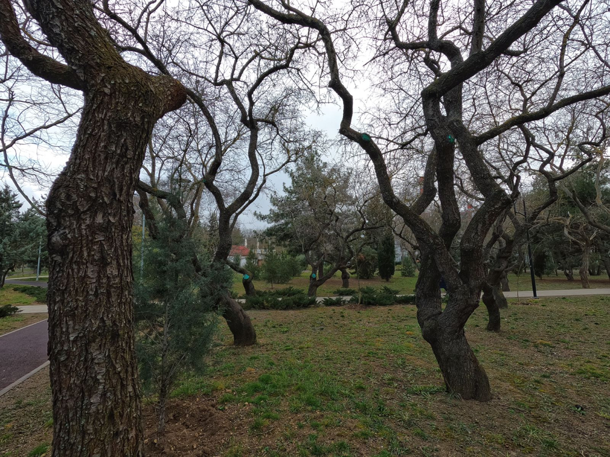 Севастополь танцующие деревья сквер 60-летия ссср