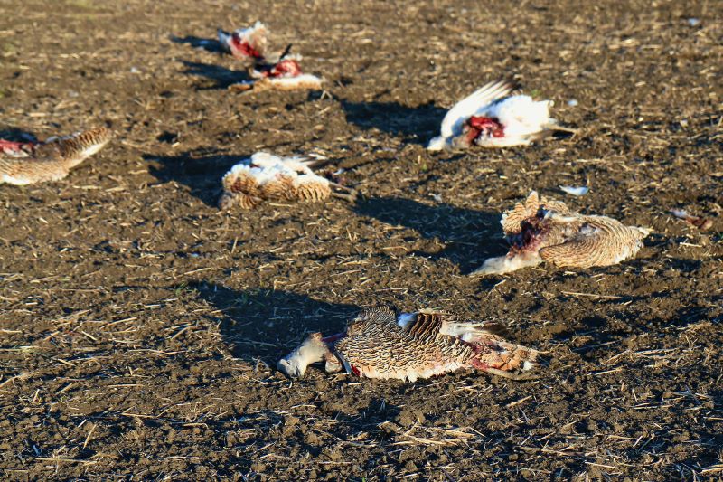 крым экология природа степь поле сельское хозяйство отрава от крыс мертвые птицы дрофы
