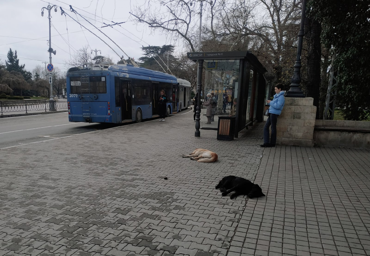 бездомные собаки, центр Севастополя, площадь Нахимова 