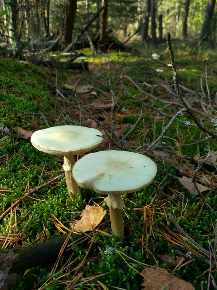 крым лес гриб