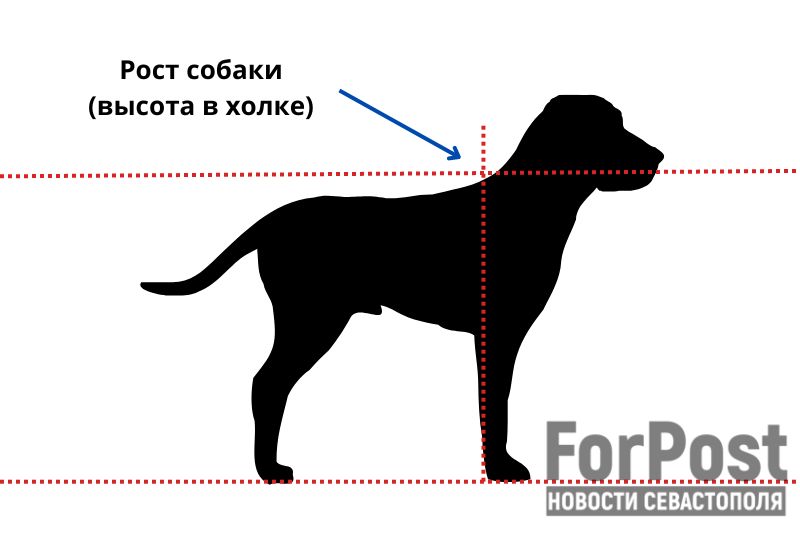 крым собака порода рост холка намордник параметр безопасности