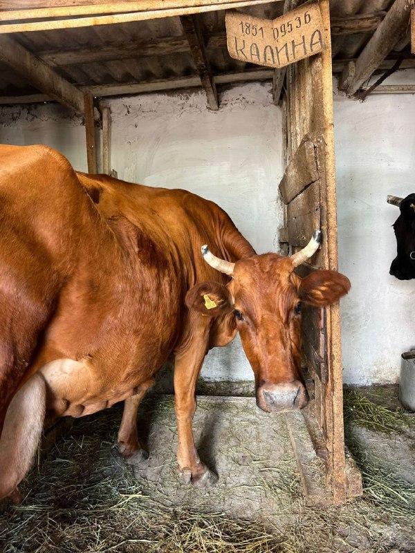Севастополь фермер семенюк коровы молоко ферма СНТ