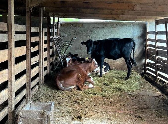 Севастополь фермер семенюк коровы молоко ферма СНТ