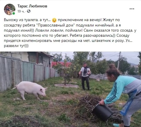 свинья в деревне в севастополе