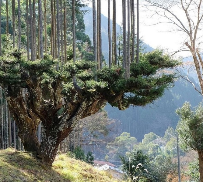 крым природа деревья дизайн садоводство криптомерия японская
