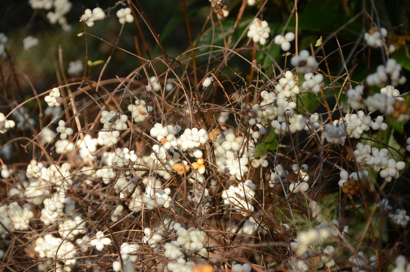 крым сад цветение снежноягодник