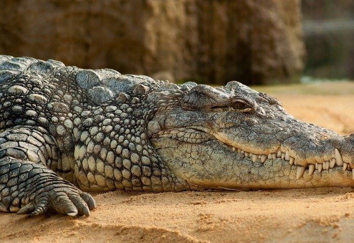 крым зоопарк крокодил