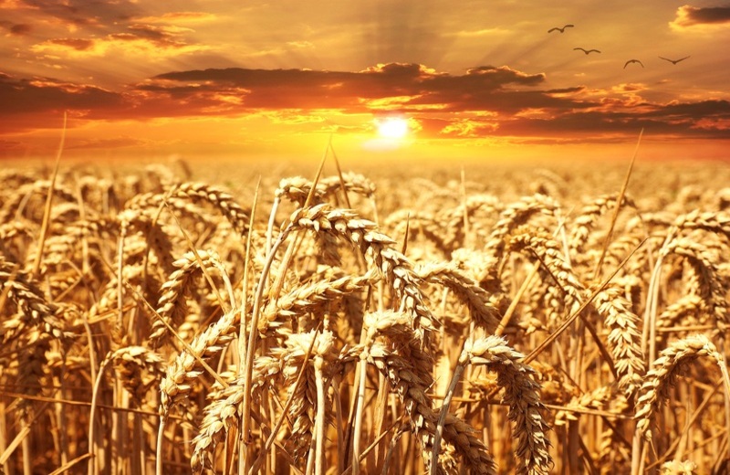 крым сельское хозяйство урожай рекорд 2022 год 2023 год прогноз сравнение