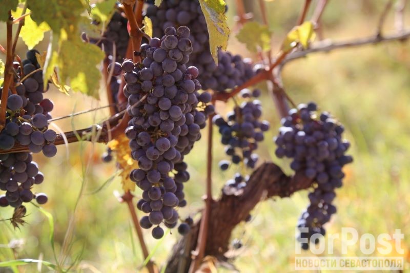 крым сельское хозяйство вино виноград