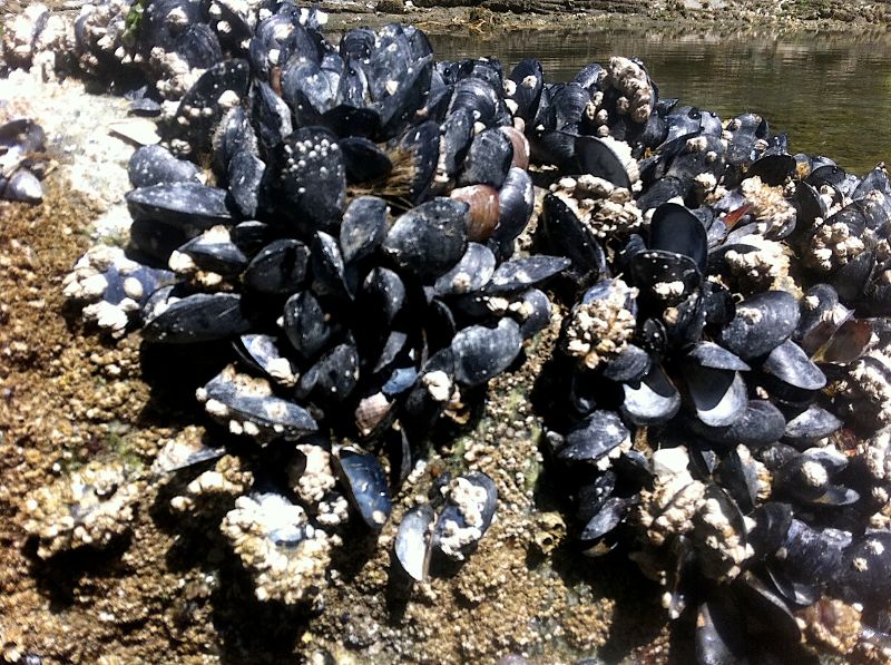 крым море черное мидии животные моллюски природа