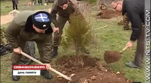 Под Севастополем на местах боев продолжают сажать деревья