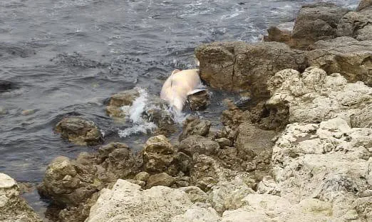 В Севастополе вблизи Херсонеса обнаружен мёртвый дельфин
