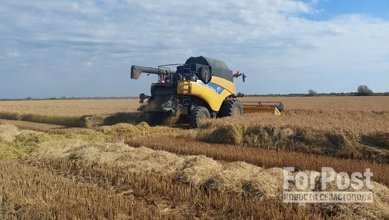 Какой урожай зерна собрали Крым и новые регионы на второй год СВО