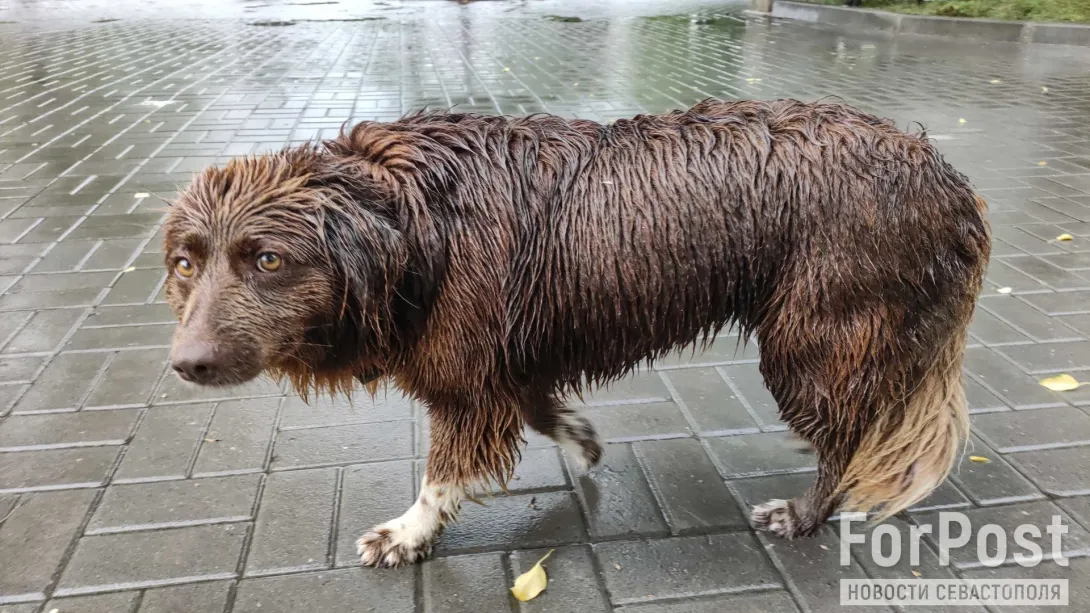Почему спасать бездомных собак Севастополя может не каждый?