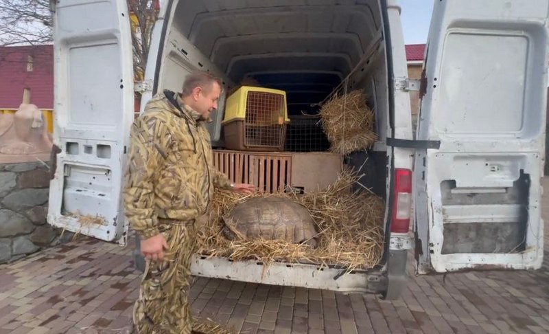 крым зубков тайган эвакуация животных черепахи