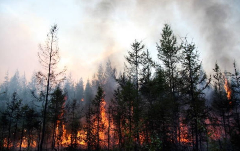 Горим и материмся: кому выгодно политизировать лесные пожары 
