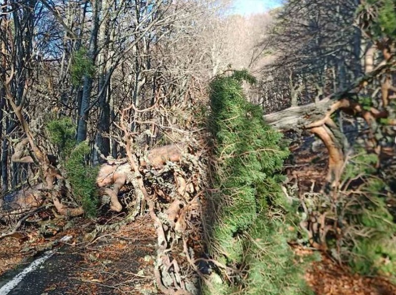 Непогода уничтожила многовековые деревья на Южном берегу Крыма