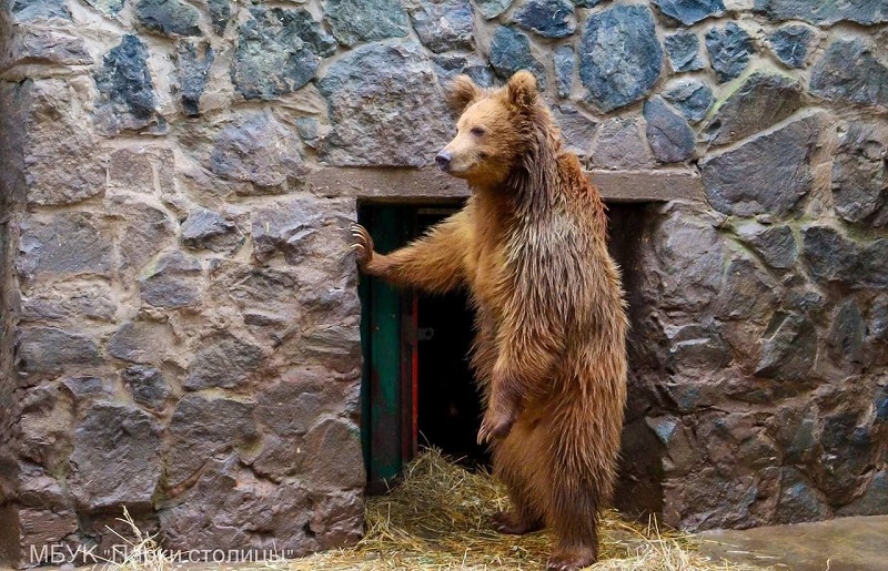 Крымский медвежонок Глаша отметила первый день рождения
