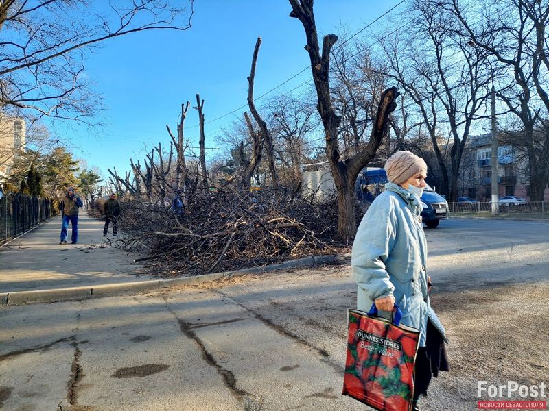 Столбы, грибок и поллярдинг: что не так с деревьями в столице Крыма