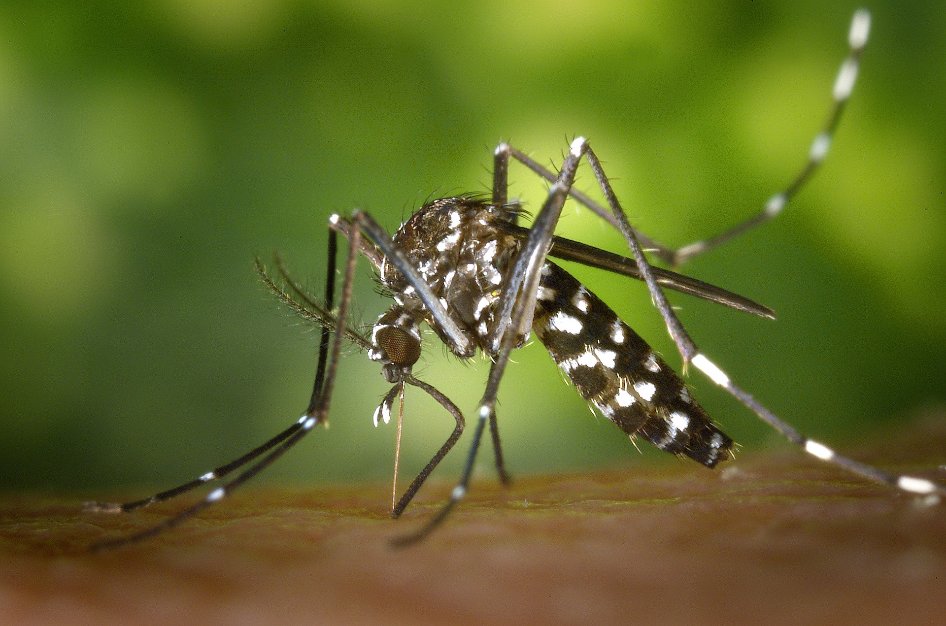 В США на природу выпустят миллиарды комаров-мутантов