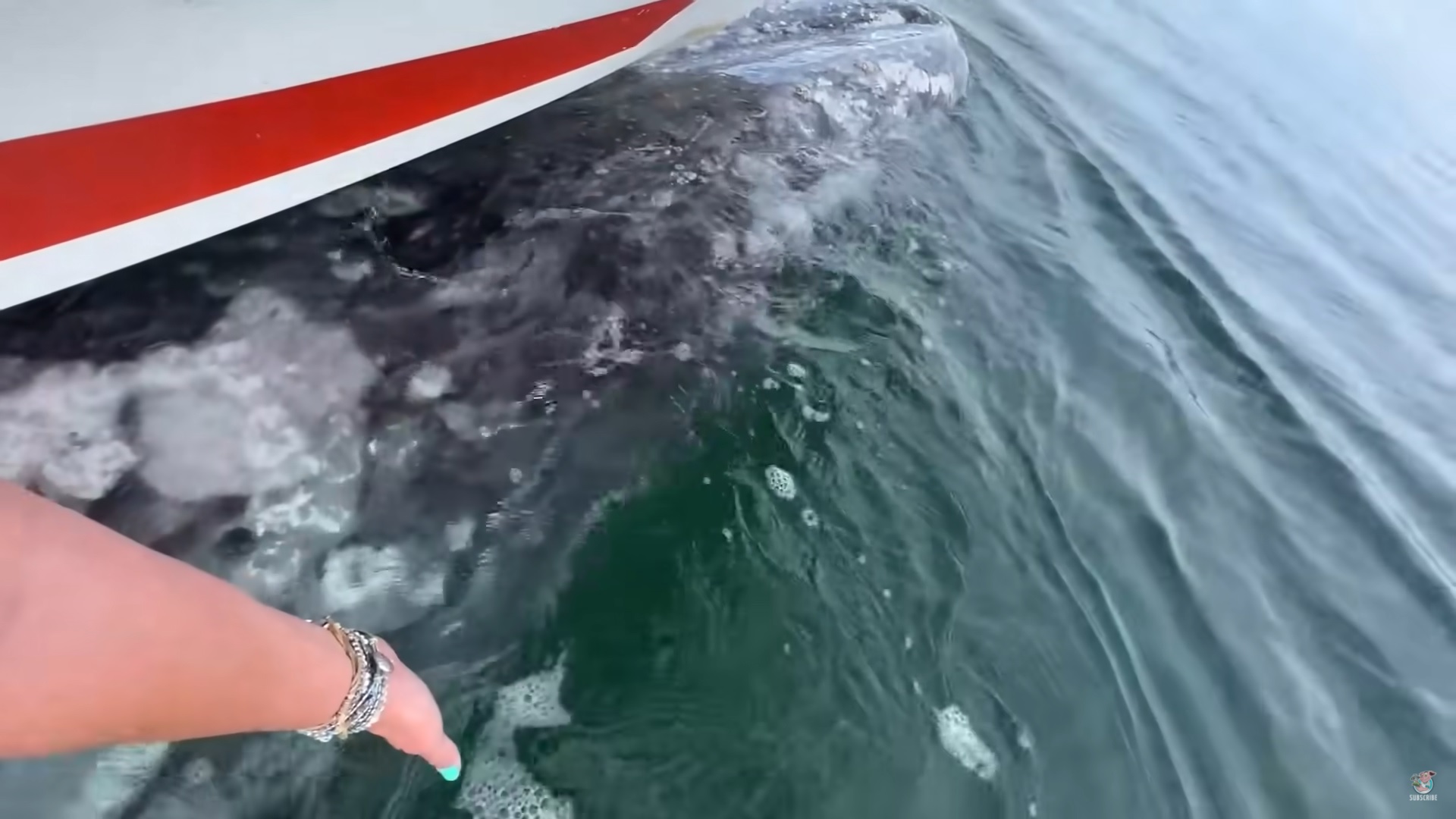 Серый кит «похитил» лодку с людьми и попал на видео