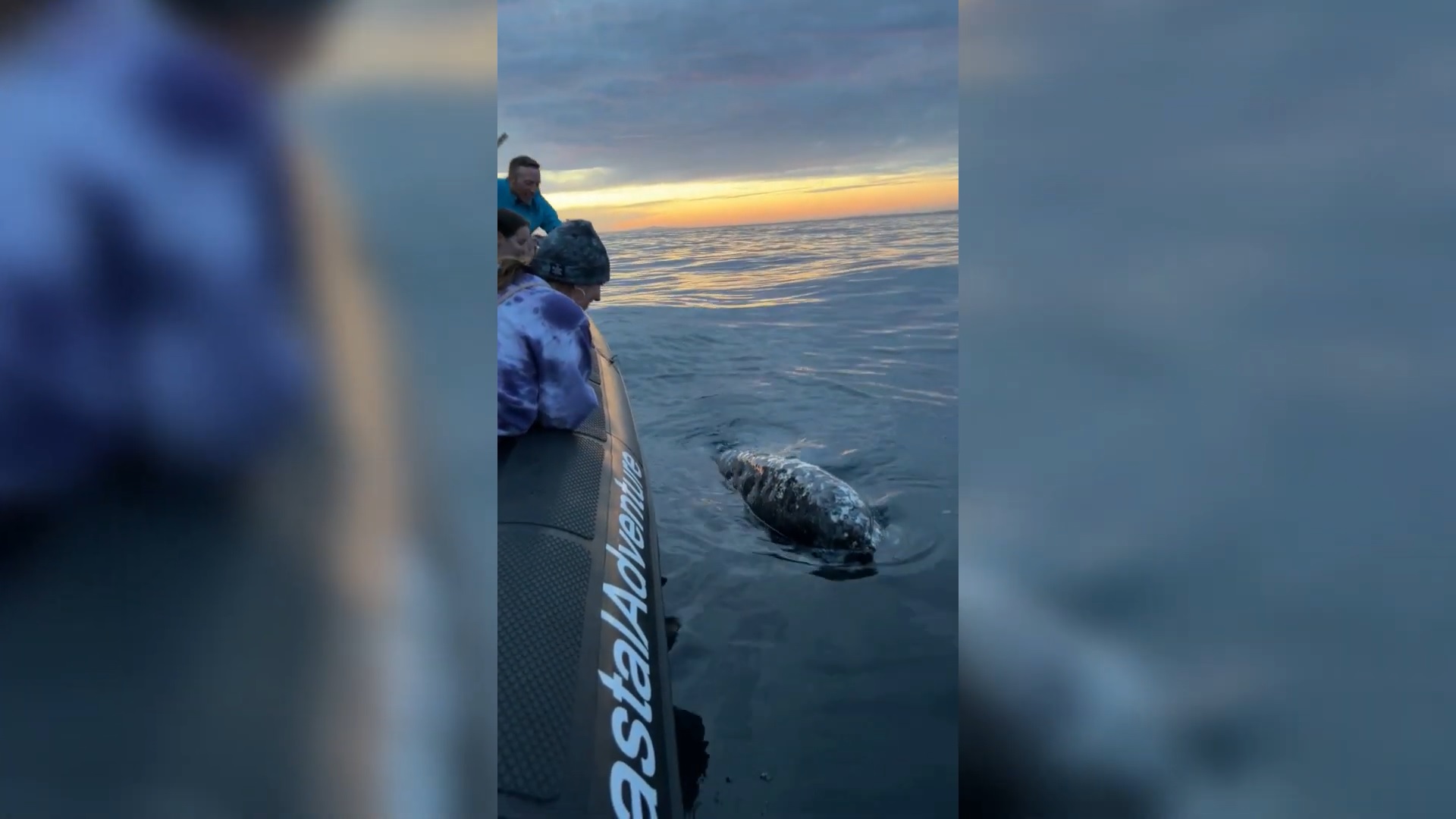 Два кита «ограбили» туристов 