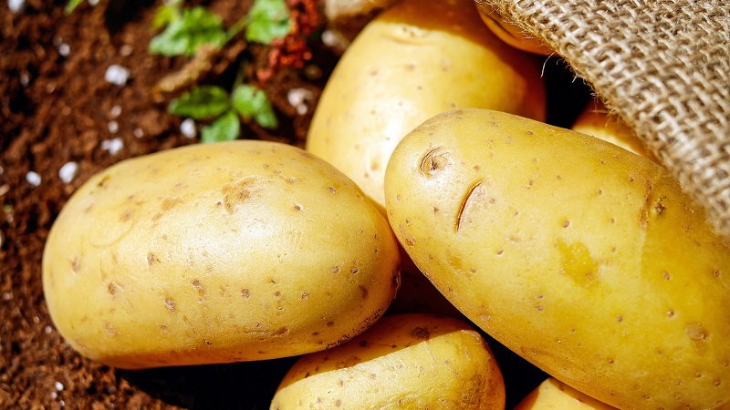 Учёные раскрыли неожиданную пользу картофеля