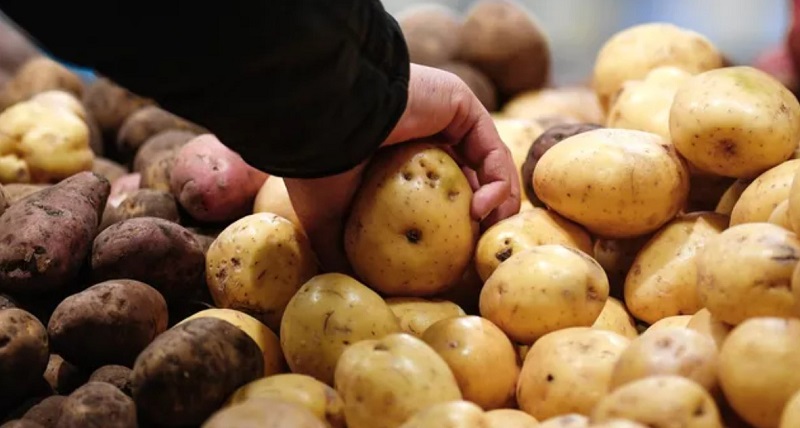 Почему в России хотят уничтожить четверть урожая картошки