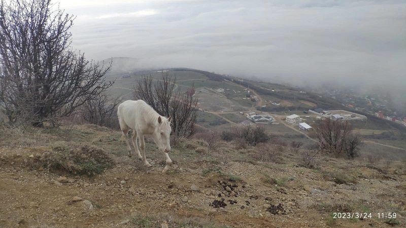 Хромая лошадь ввела в заблуждение гулявших на ЮБК крымчан