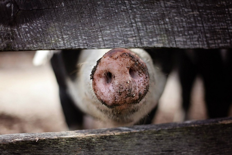 Из-за соседства со свинофермой от крымского села Чистенькое может остаться одно название