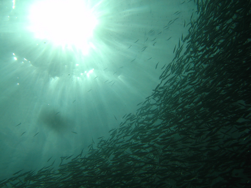 Обнаружен неожиданный эффект употребления морской рыбы