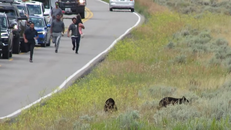 Туристы испугали медведей своим энтузиазмом и попали на видео