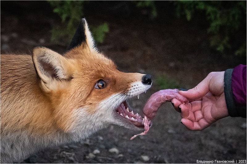 Крымчанин подкармливает и вакцинирует диких лис в Новом Свете
