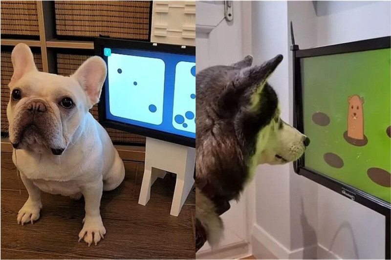 Собака играет в игры Joipaw