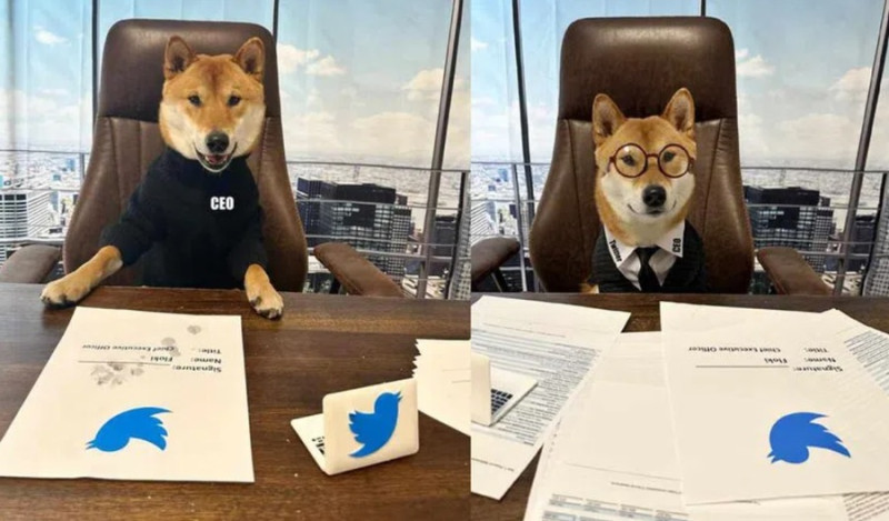 Собака Сиба-ину мем