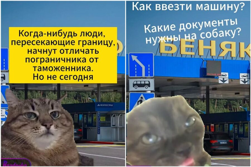 Смешные коты