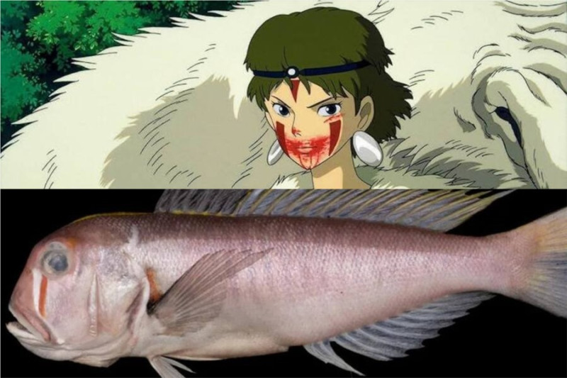Принцесса Мононоке рыба