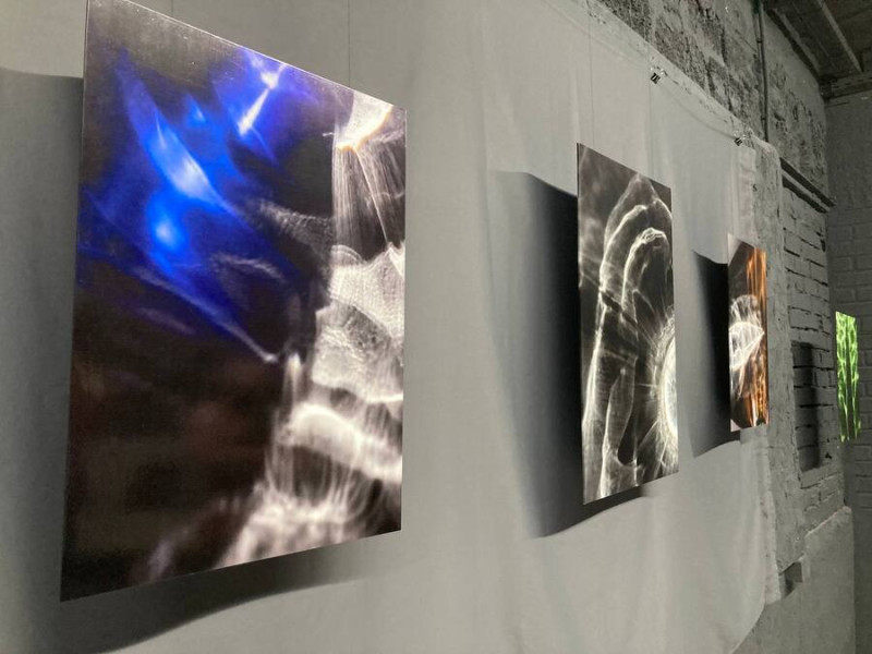 Мила Мецтли работы