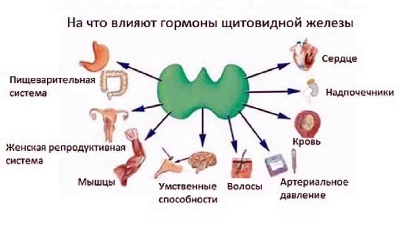 Гормоны щитовидной железы